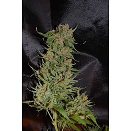 Pyramid Seeds Auto Pyramid Feminized