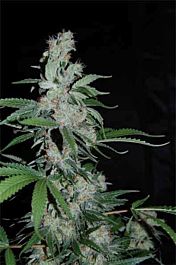 Pyramid Seeds Pipi Feminized