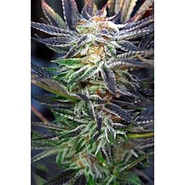 TGA SubCool Genetics Qleaner Regular