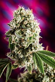 Homegrown Natural Wonders Quantum Kush Regular Cannabis