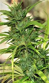 Original Delicatessen Seeds Queen Mother Feminized