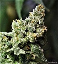 Norstar Genetics Queen of Hearts Regular