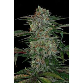 TGA SubCool Genetics Qush Regular
