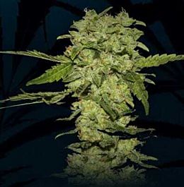 R-KIEM Seeds Portela Feminized