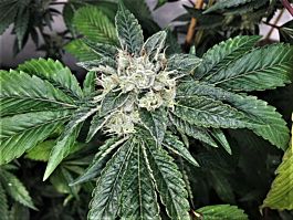 Mosca Seeds Rage OGK Feminized