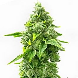 Rainbow Glue Feminized Cannabis Seeds - Homegrown Cannabis Co.