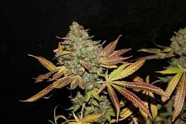 Connoisseur Genetics Seedbank Rainbow Jones Feminised