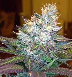 Apothecary Genetics Rainbow Sherbert Regular