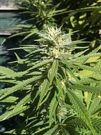 T H Seeds Lambo Regular