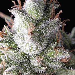 Pyramid Seeds Ramses Feminized