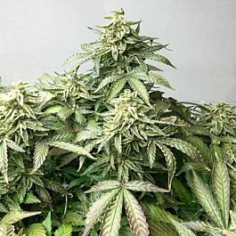 Rare Dankness Seeds Ox Piss Regular