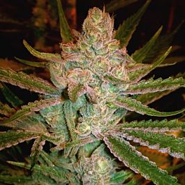 Rare Dankness Seeds Facewreck Haze Regular