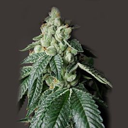 Rare Dankness Seeds Ghost Train Haze #9 Regular
