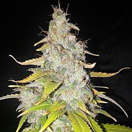 Rare Dankness Seeds Pineapple Hash Plant Regular