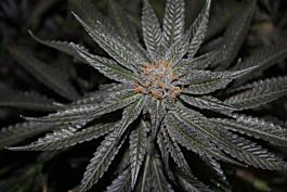 Rare Dankness Seeds Rare Darkness Regular