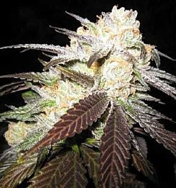 Apothecary Genetics Rascal OG Regular Seed