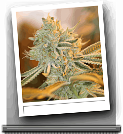 SINCITY Seeds Raskal Berries Regular