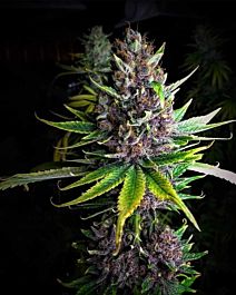 Mosca Seeds Raspberry Boogie Regular