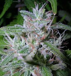 Apothecary Genetics Raspberry OG Regular