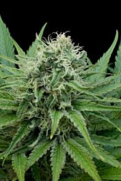 G13 Labs Raw Diesel Feminized