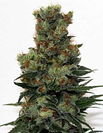 Ripper Seeds Badazz Feminized