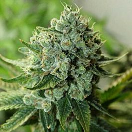 Rare Dankness Seeds Buford OG Regular