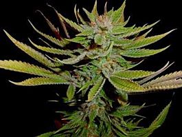 Soma Seeds Reclining Buddha Regular