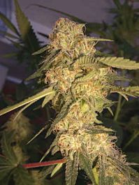 DNA Genetics ReCon Regular