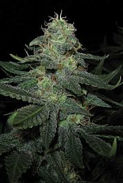 BlimBurn Seeds BC Diesel Feminised