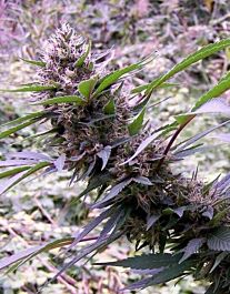 Flash Auto-Flowering Seeds Red Libanon Auto Regular