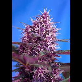 Sweet Seeds Red Poison Auto Feminised