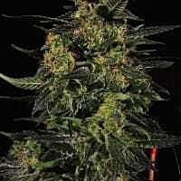 Reeferman Seeds Hash Plant Regular