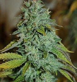 Apothecary Genetics Regulator OG Regular