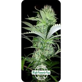 Dispensario Seeds Rehab Feminized