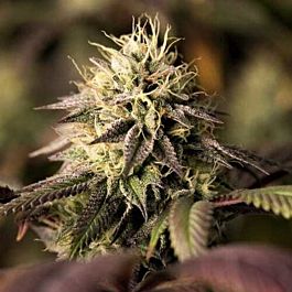 Dinafem Remo Chemo Feminized