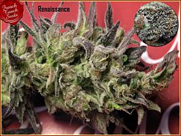 French Touch Seeds Renaissance Regular