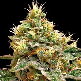 Reserva Privada Confidential Cheese Feminized