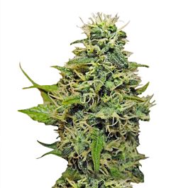 Reserva Privada RKS Feminised