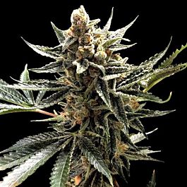 Reserva Privada Tangie Feminized