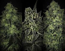 Ripper Seeds Mixed Collection #2 Feminized