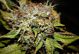 Purple Caper Seeds Wedding Cake Regular