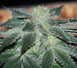 Gage Green Seeds Royal Flush Regular