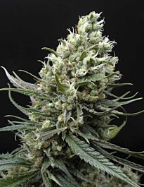 Ripper Seeds Ripper Haze Feminized