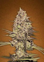 FastBuds Seeds Rhino Ryder Auto Feminized