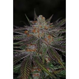 TGA SubCool Genetics Ripped Bubba Regular