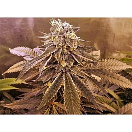 Mosca Seeds Ripple Regular