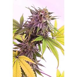TGA SubCool Genetics Pina Rita Regular