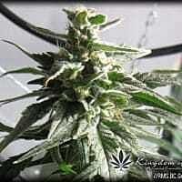 Reeferman Seeds BC Gold Regular