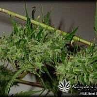 Reeferman Seeds Bohdi Sativa Regular