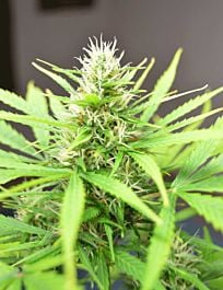 Cream Of the Crop Seeds Robocrop Auto Feminized